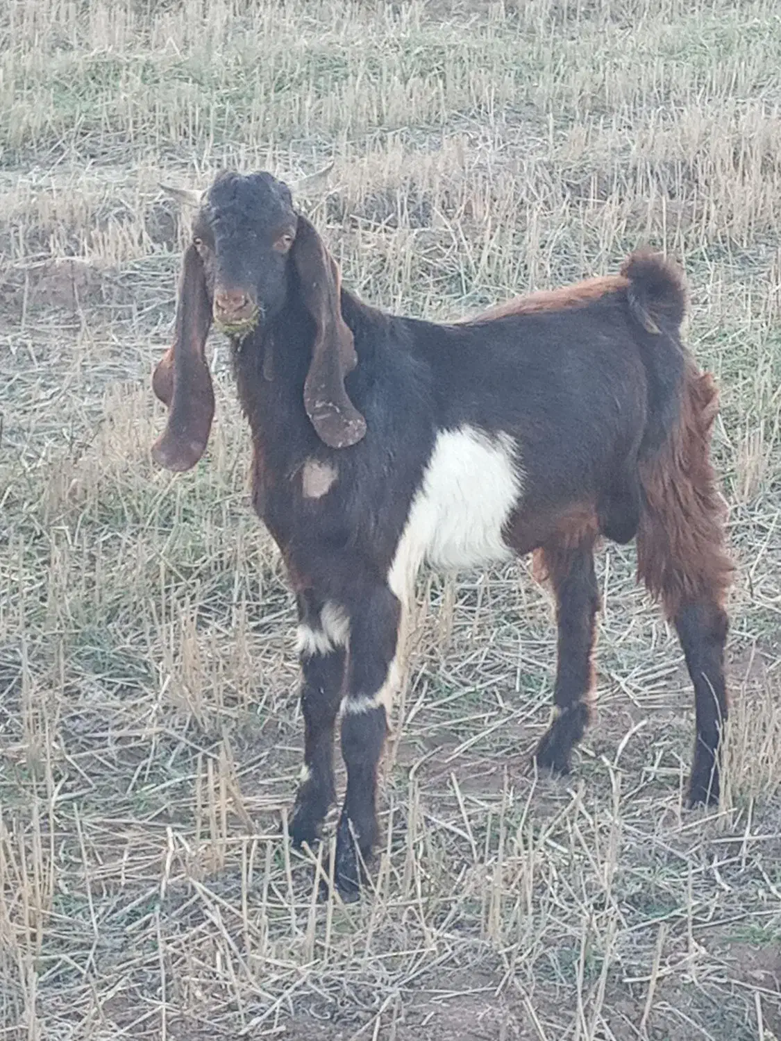 بره بز پاکستانی اصل|حیوانات مزرعه|ثمرین, |دیوار