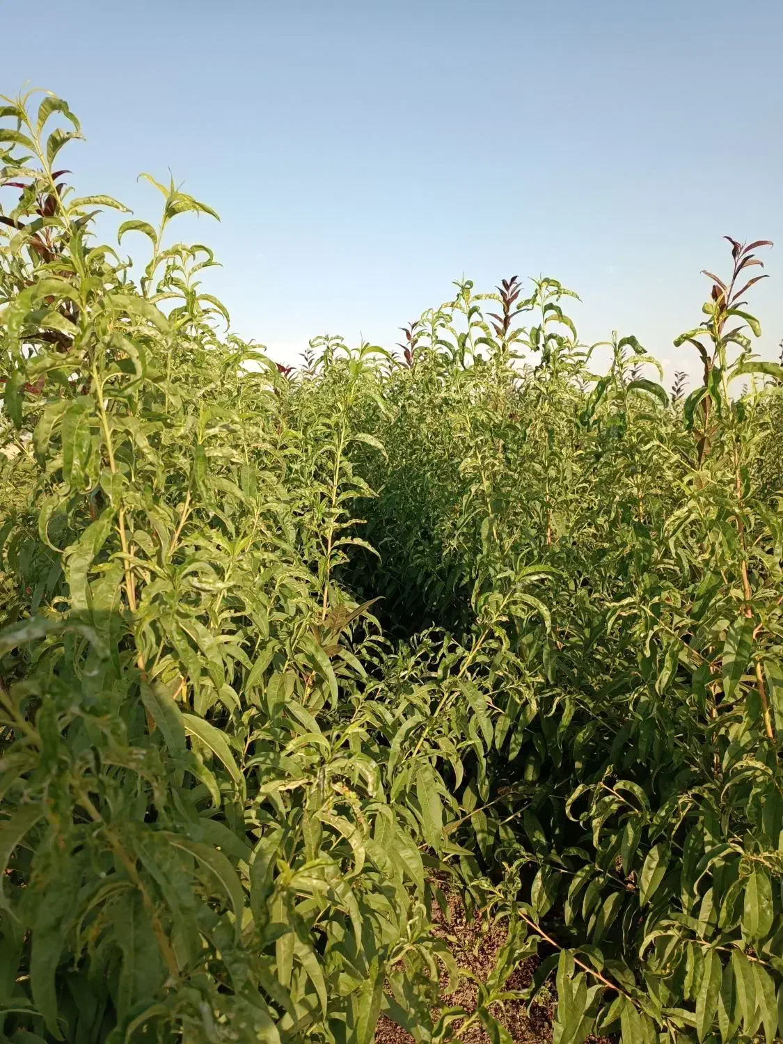 تولید و فروش نهال شناسه دار ۴۰ سال سابقه|خدمات باغبانی و درختکاری|شبستر, |دیوار