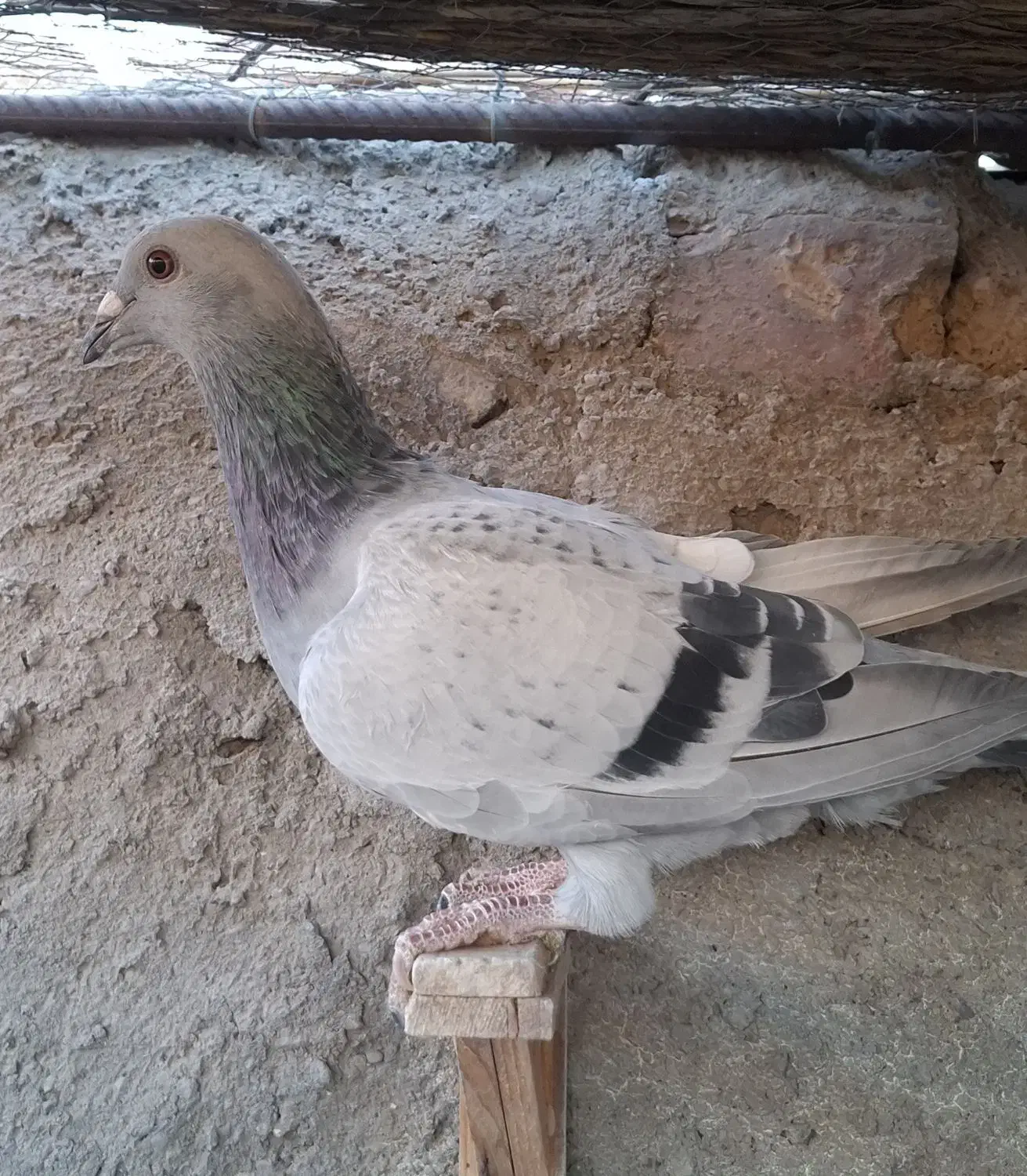 پلاکی|پرنده|کوهبنان, |دیوار