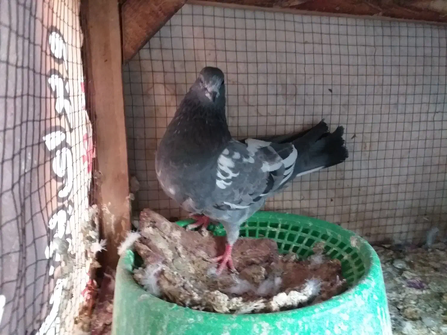 کفتر ماده ساعت بالا پرشی|پرنده|فولادشهر, A4|دیوار