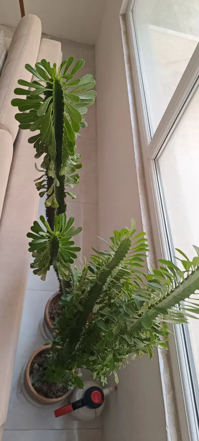 افوربیا سبز|گل و گیاه طبیعی|گرمدره, |دیوار