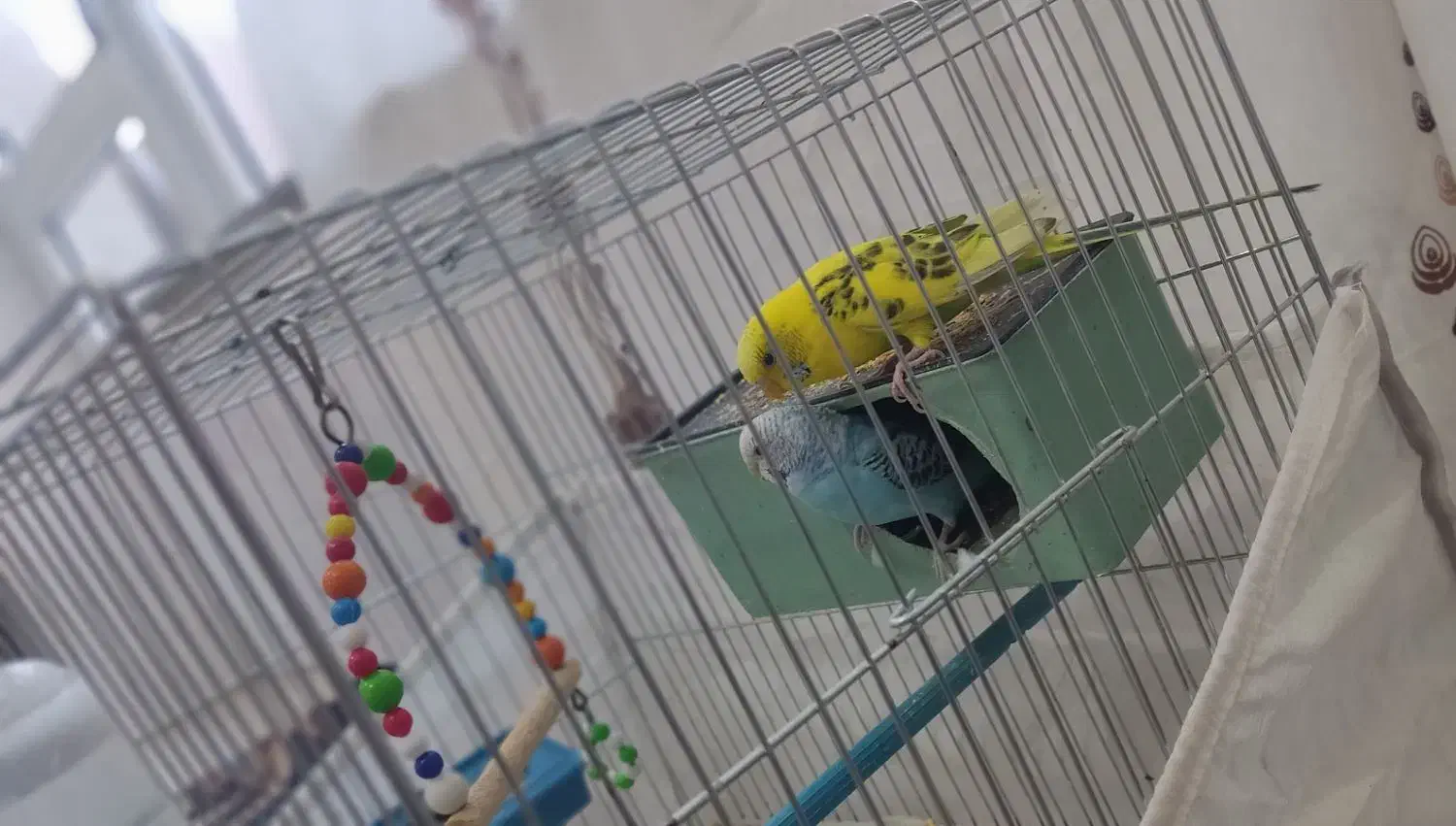 مرغ عشق|پرنده|بوکان, |دیوار