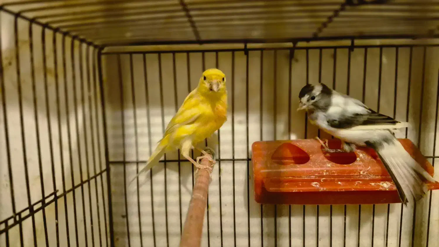 فروش انواع قناری به قیمت مناسب|پرنده|ابهر, |دیوار