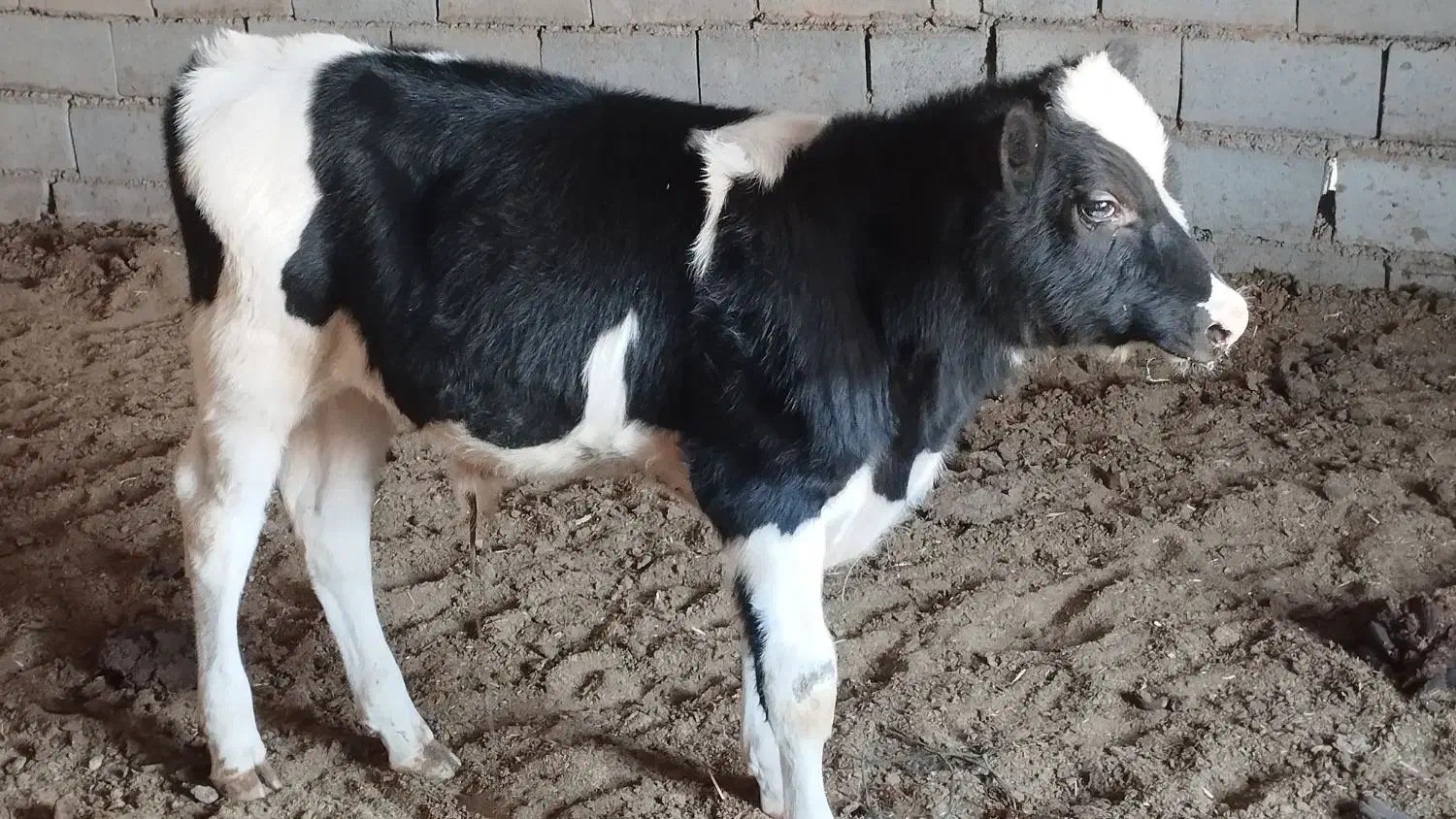 گوساله نر|حیوانات مزرعه|کاخک, |دیوار