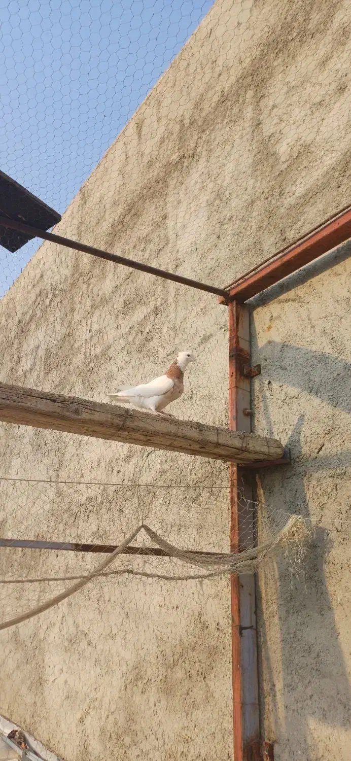 کبوتر طوقی|پرنده|سرپل ذهاب, |دیوار