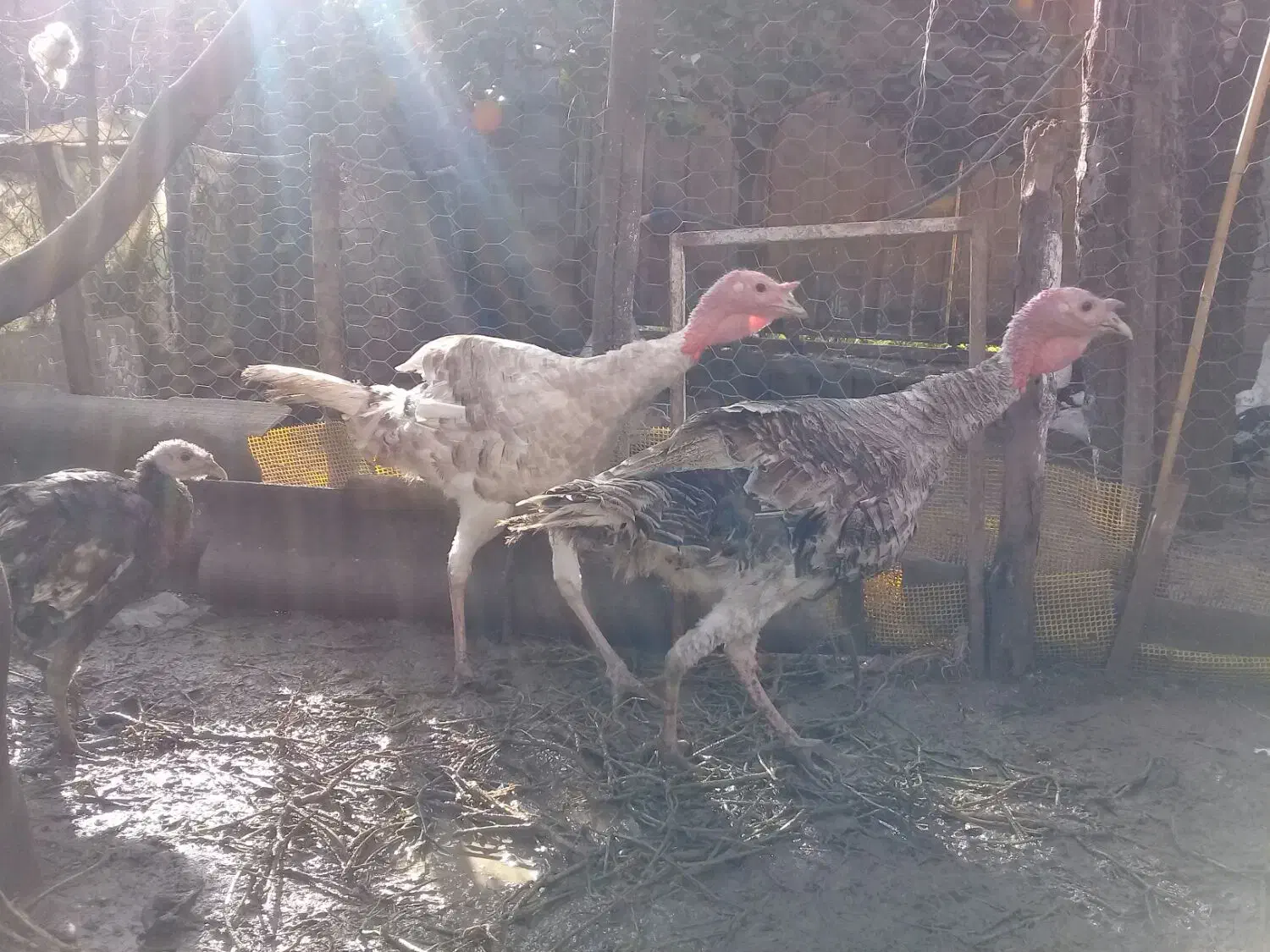 غازنروبوقلمون نرفروش|حیوانات مزرعه|قائمشهر, |دیوار