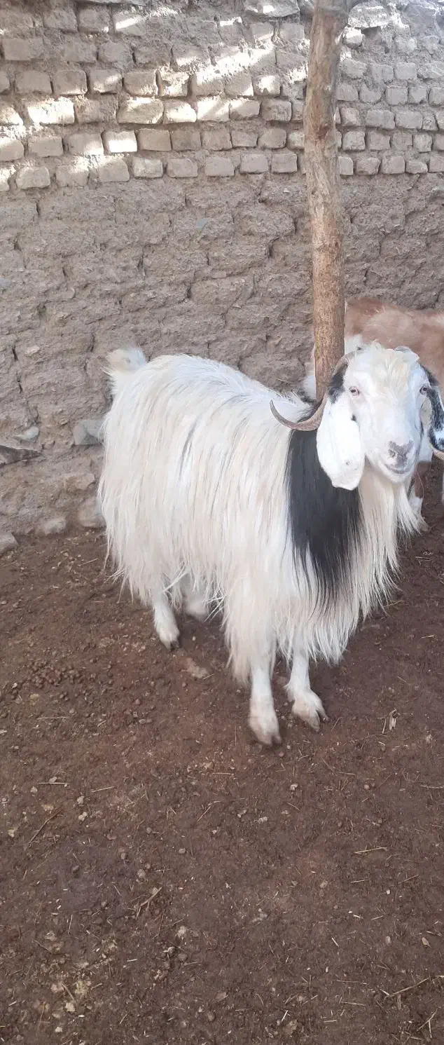 بز آبستن|حیوانات مزرعه|سبزوار, قصبه شرقی|دیوار