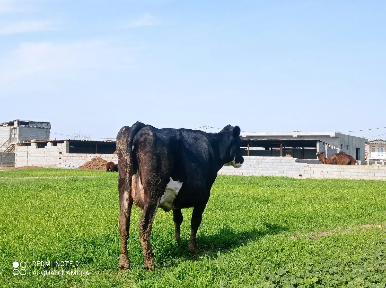 گاو شیری آبستن سنگین|حیوانات مزرعه|سیمین شهر, |دیوار