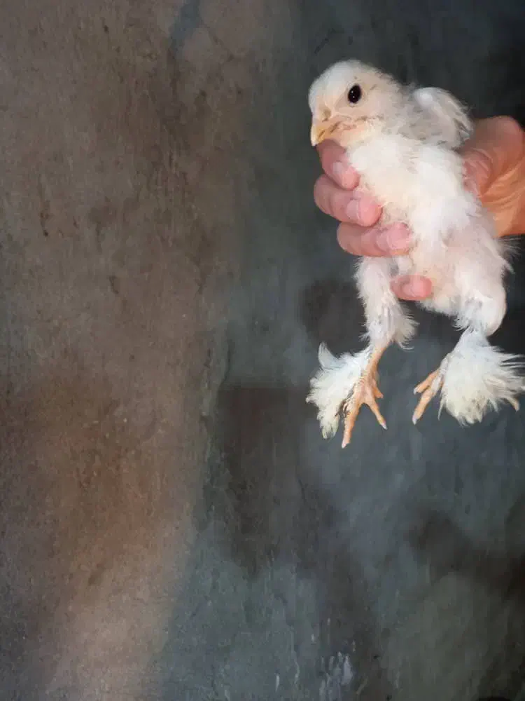 جوجه ی برهما 250|حیوانات مزرعه|امامزاده عبدالله, |دیوار