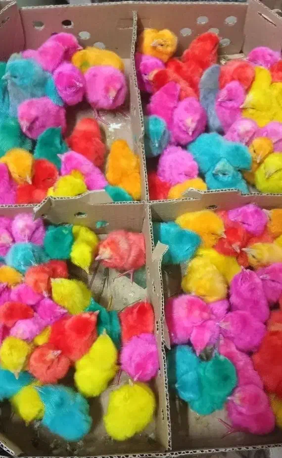 جوجه رنگی|حیوانات مزرعه|مشهد, محمدآباد|دیوار