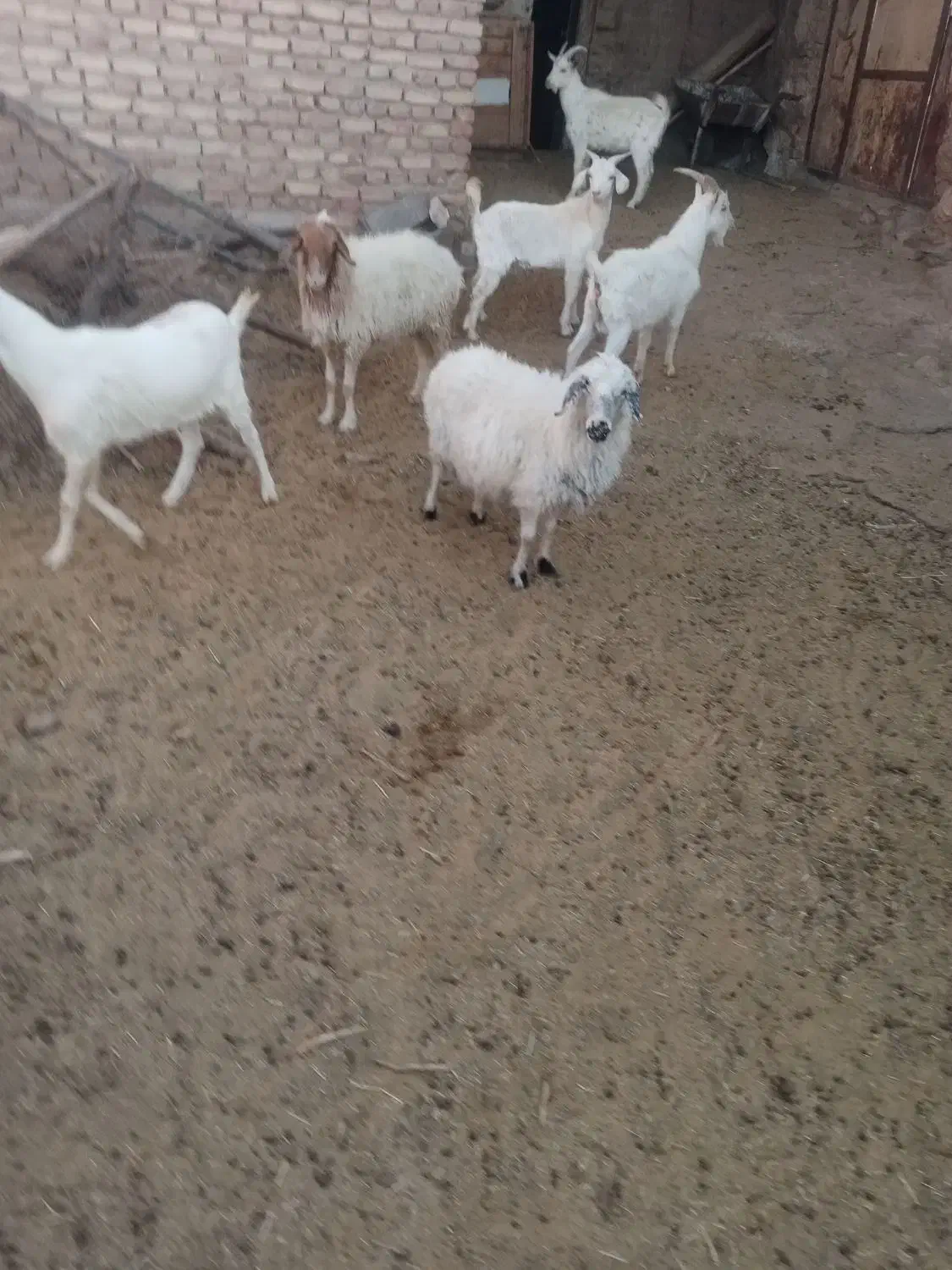 بز غاله سانن بز درگ درجه یک و۵نر سانن ۲عدد میش|حیوانات مزرعه|سرایان, |دیوار
