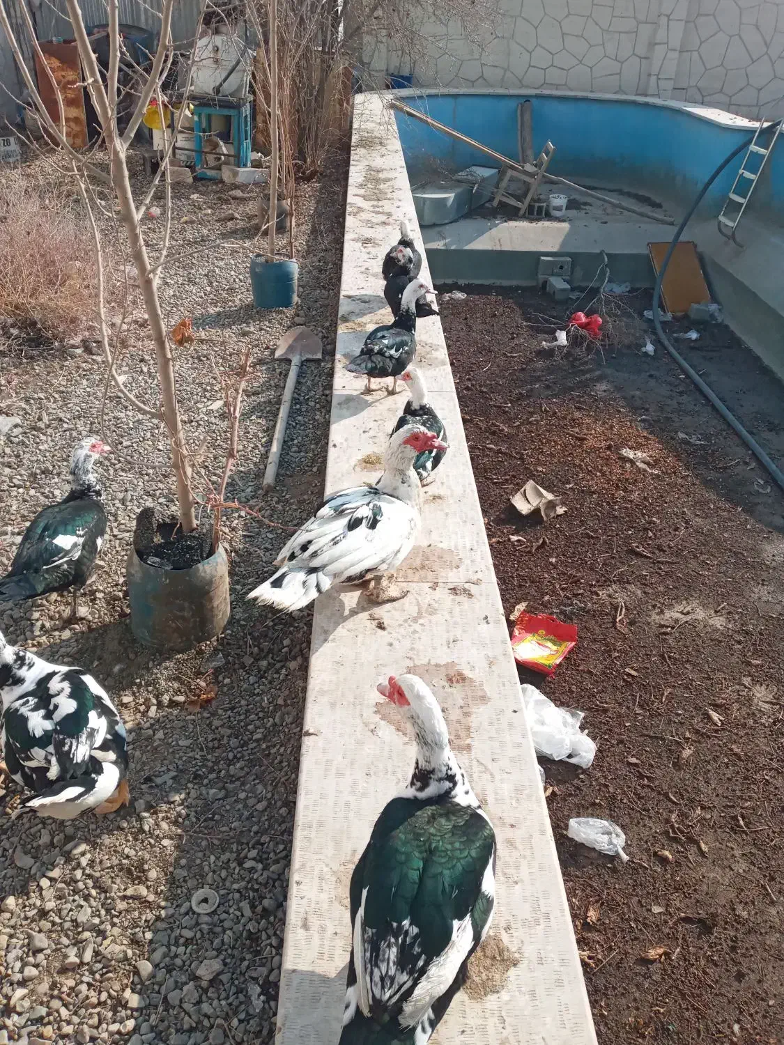 نرو ماده اردک موسکویی|حیوانات مزرعه|تهران, جوادیه|دیوار