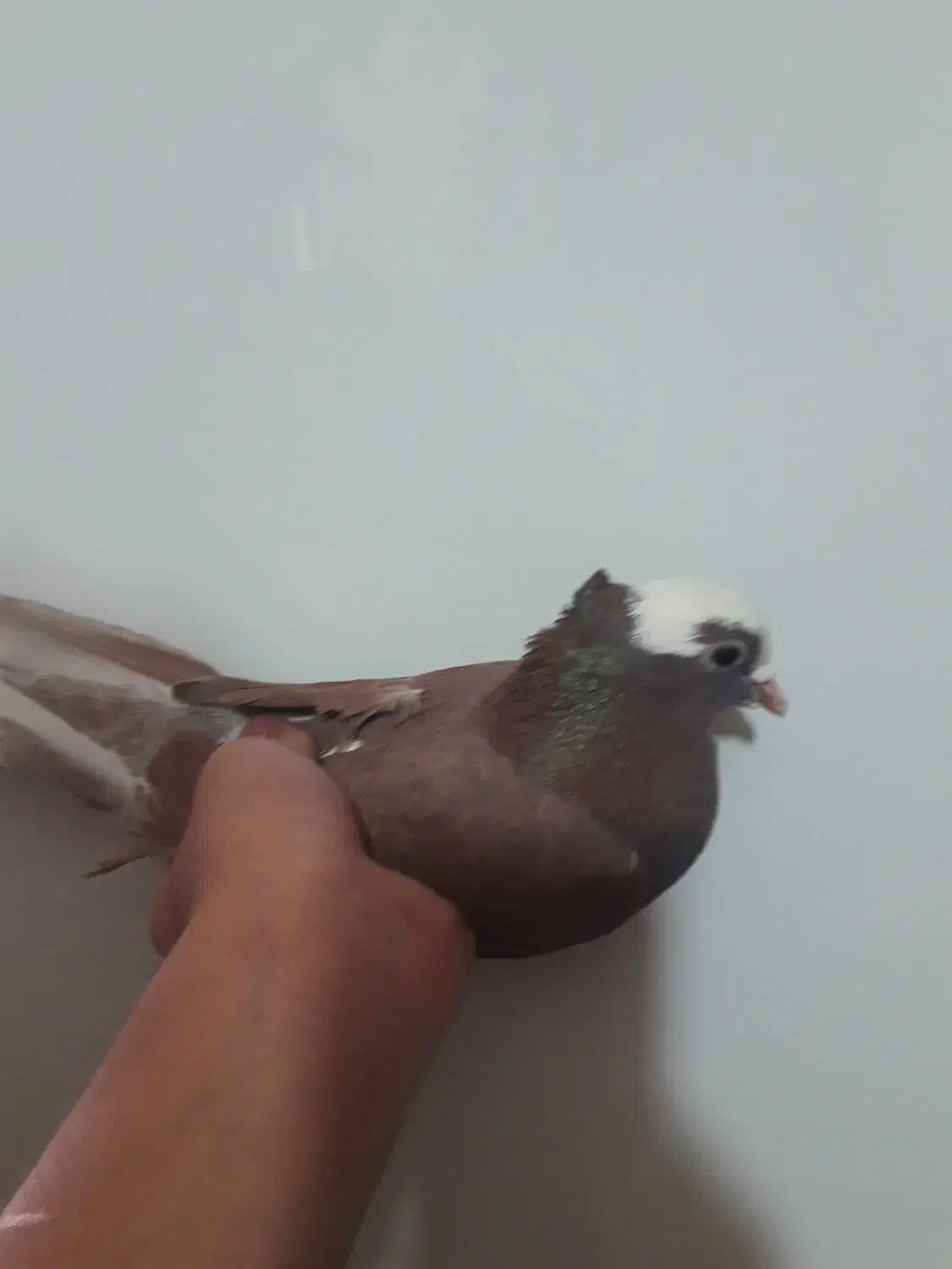 کفتر نر|پرنده|کوهدشت, |دیوار