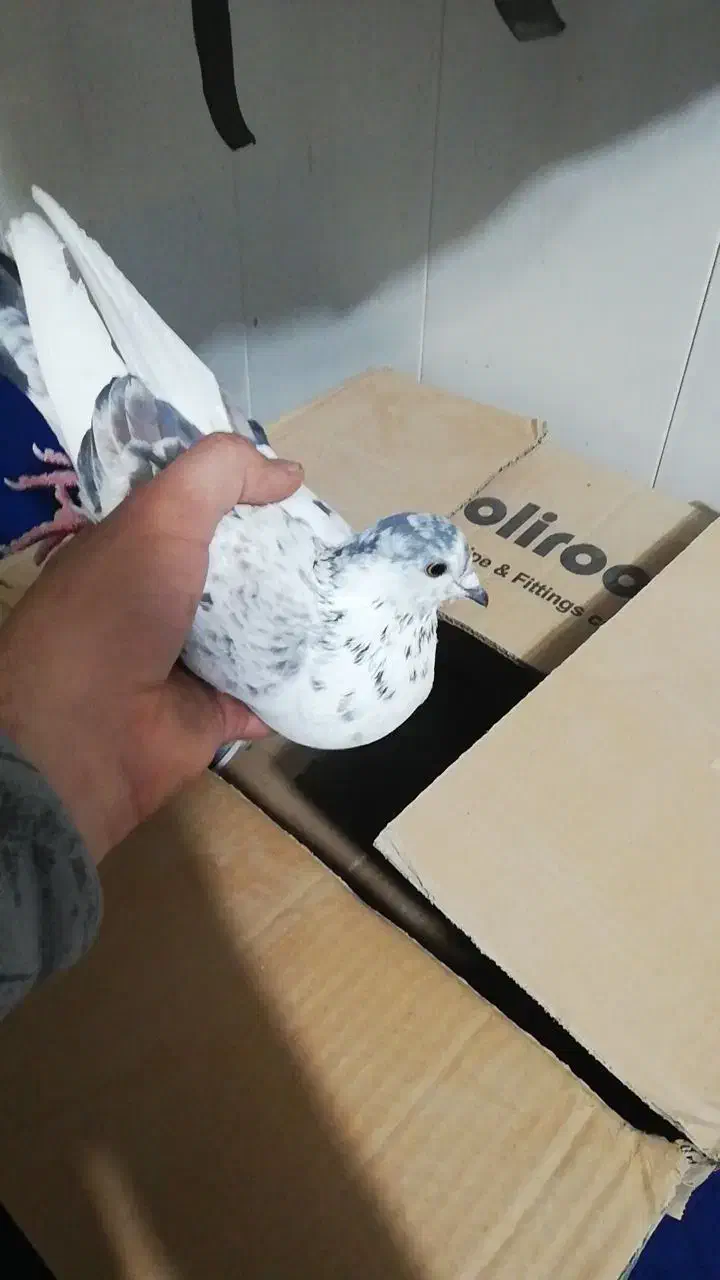 کبوتر|پرنده|تهران, شهرک چیتگر|دیوار