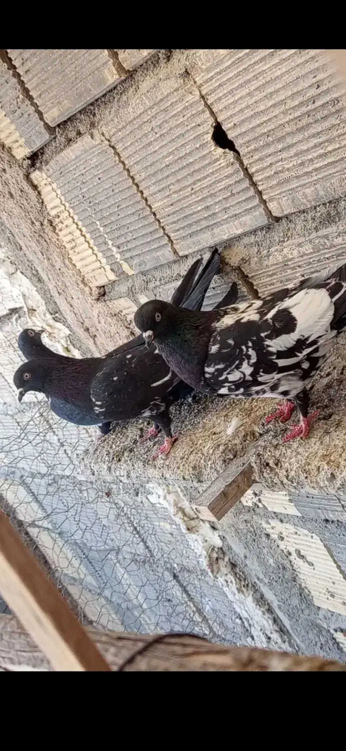 سلام دوستان عشق باز ده تا کبوتر بی عیب و نقص|پرنده|شهرضا, |دیوار