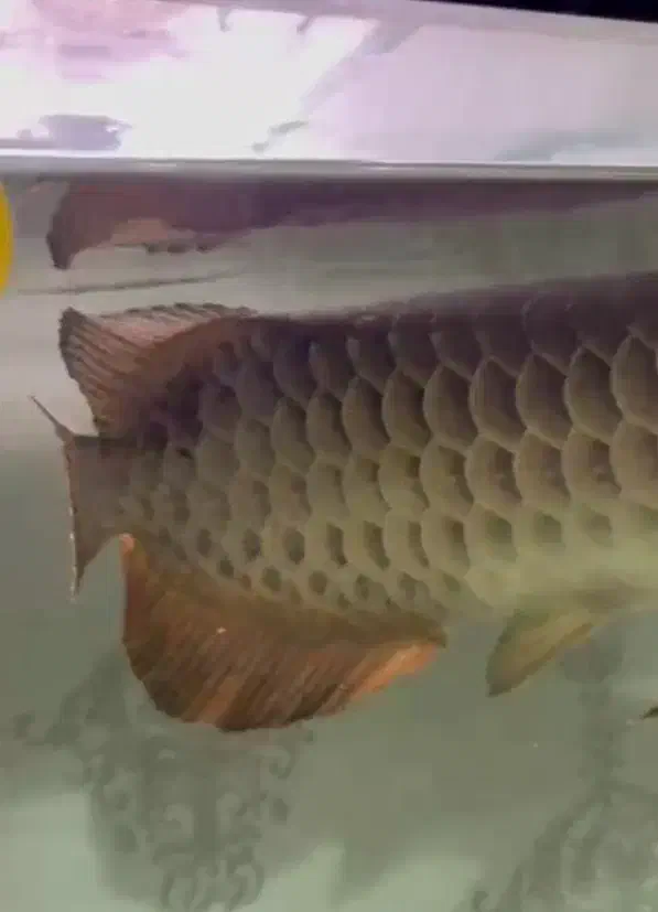 اروانا هایبک مانستر ماهی|ماهی|تهران, آشتیانی|دیوار