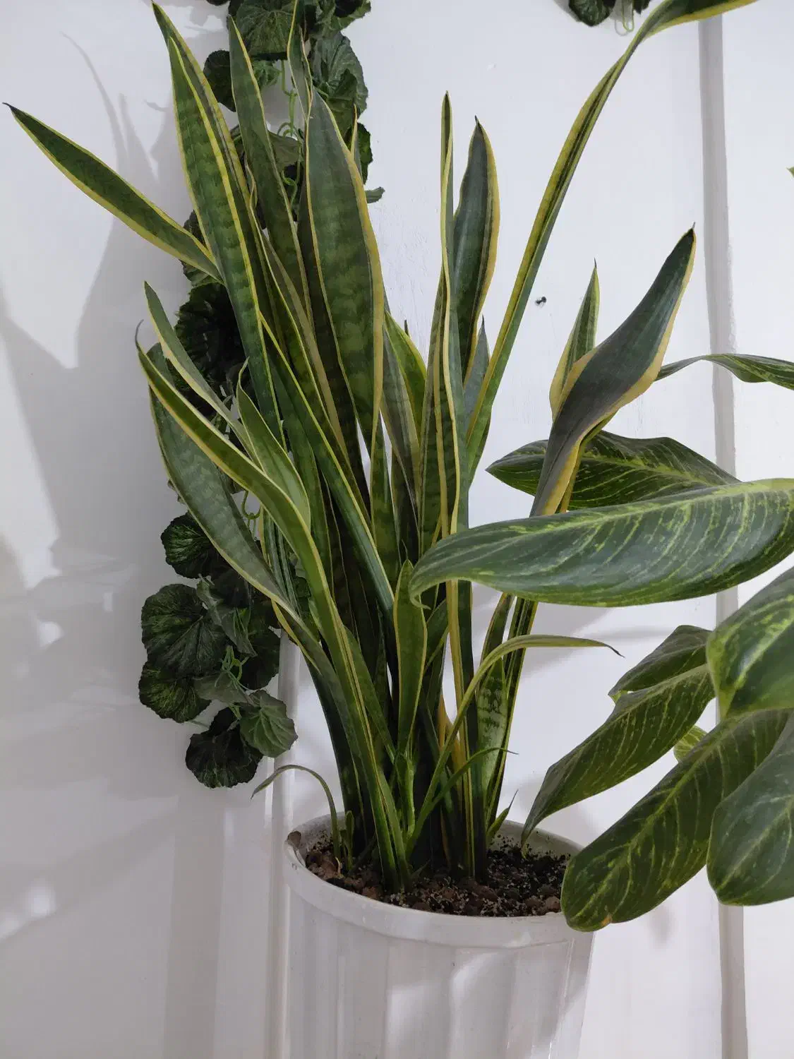 گل و گیاه آپارتمانی|گل و گیاه طبیعی|بندر ماهشهر, |دیوار