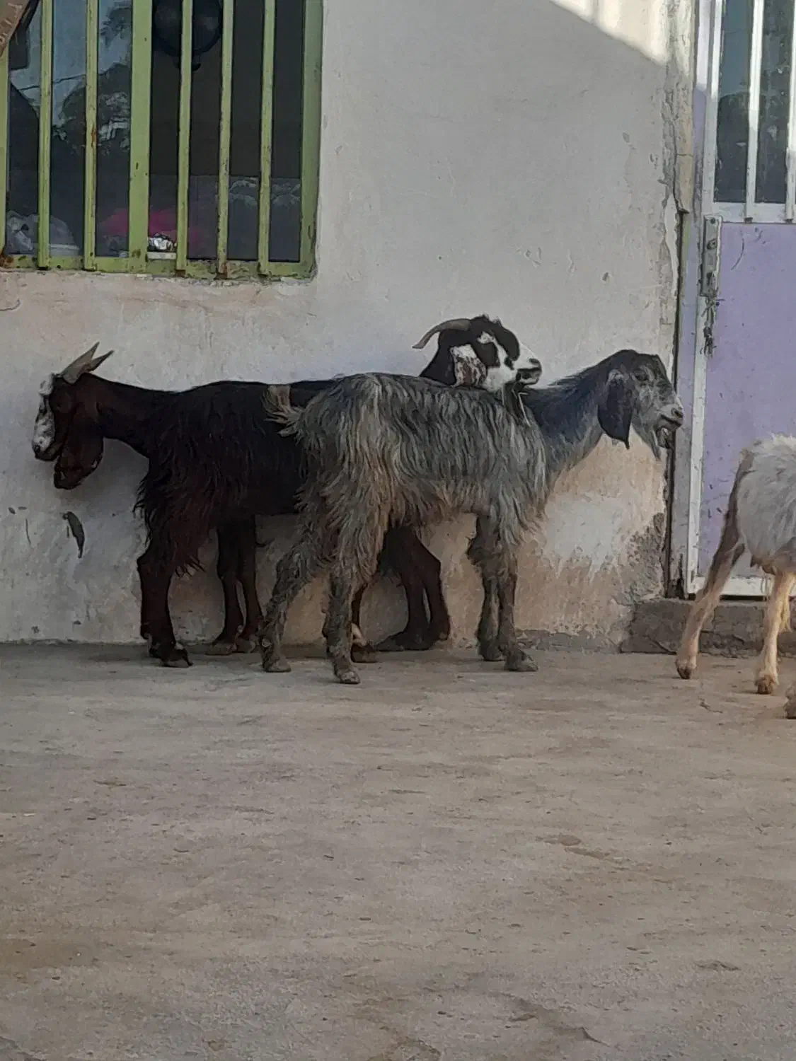 چهار بز|حیوانات مزرعه|وحدتیه, |دیوار