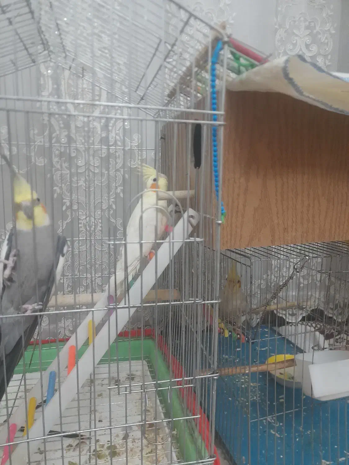 عروس هلندی|پرنده|قرچک, میرزائی شمالی|دیوار