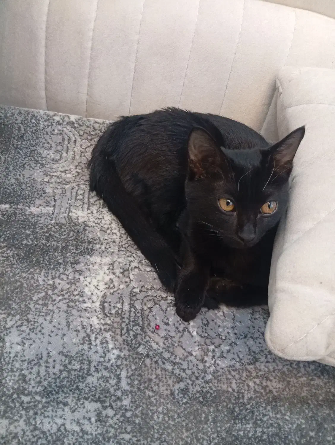 گربه|گربه|سیرجان, |دیوار