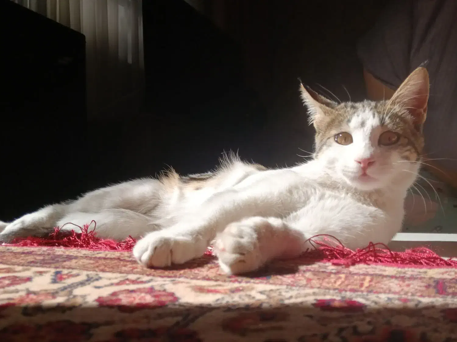 واگذاری گربه|گربه|مشهد, انقلاب|دیوار