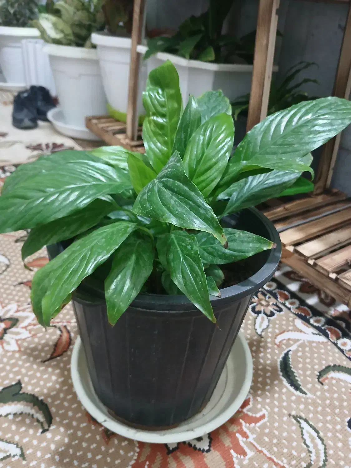 گل و گیاه|گل و گیاه طبیعی|سبزوار, کوی بهار|دیوار