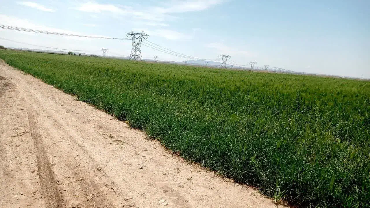زمین کشاورزی متری ورامین روستای ایجدان|فروش زمین و ملک کلنگی|جوادآباد, |دیوار