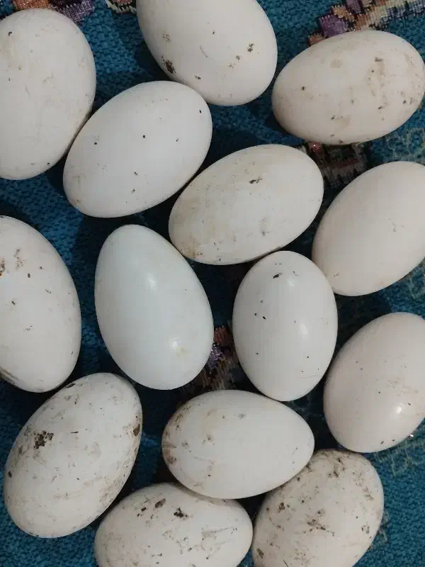 تخم غاز نطفه دار|حیوانات مزرعه|مینودشت, |دیوار