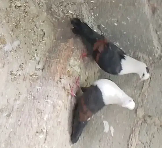 مخمل و دوکت|پرنده|مهر, |دیوار