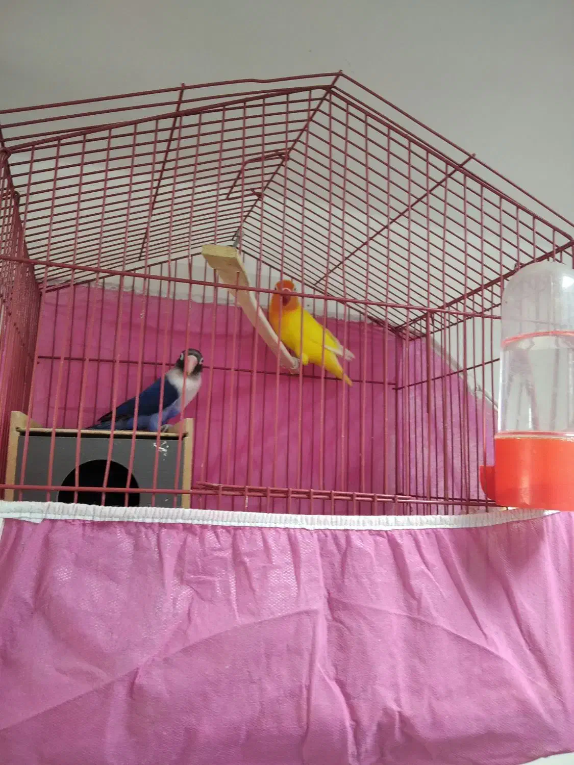 طوطی برزیلی بلو خاص|پرنده|شوشتر, |دیوار