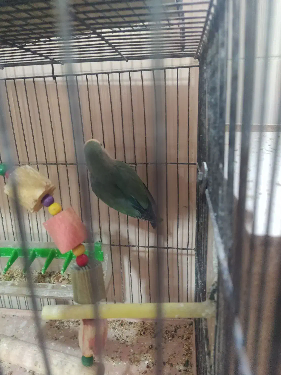 طوطی برزیلی|پرنده|بوئین زهرا, |دیوار