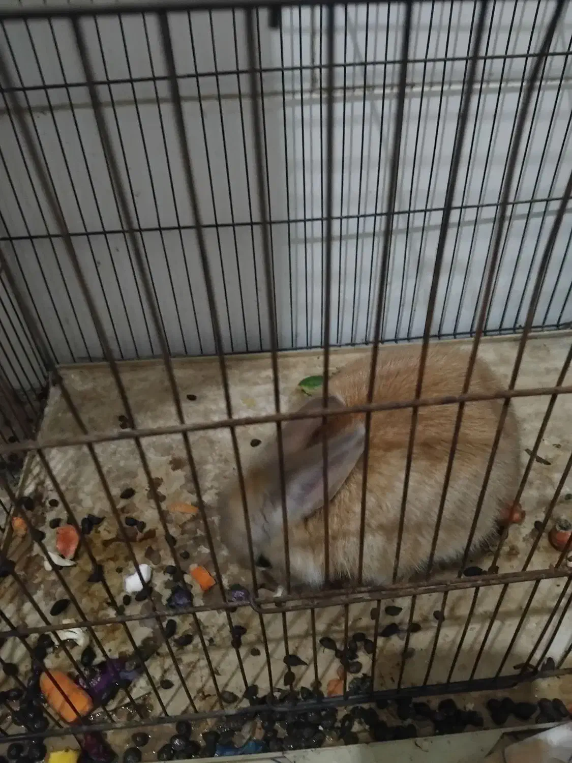 خرگوش خانگی|موش و خرگوش|یزد, |دیوار