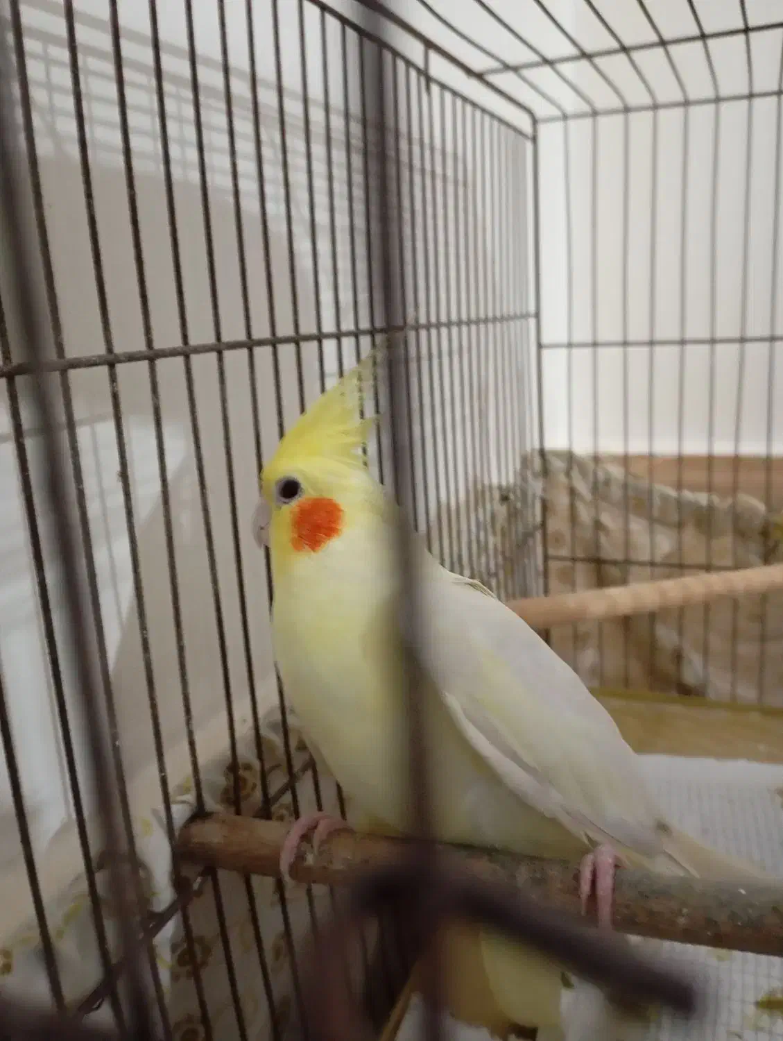 عروس هلندی ماده|پرنده|بندرعباس, |دیوار