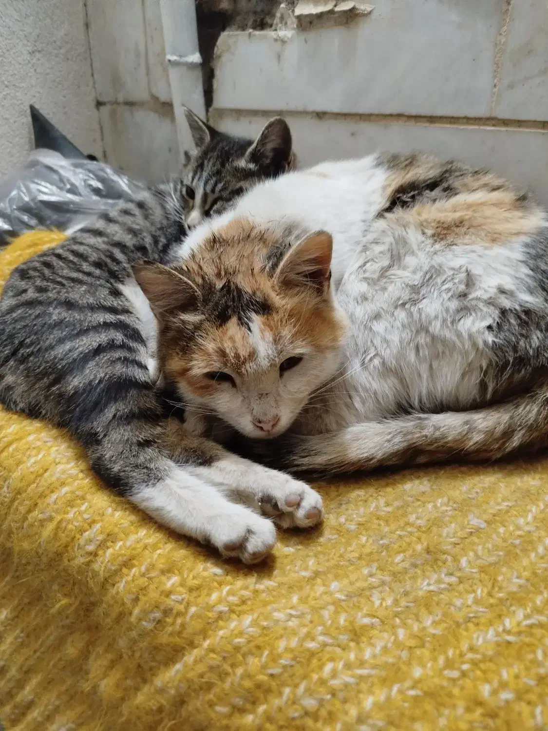 واگذاری گربه رایگان|گربه|شاهرود, |دیوار