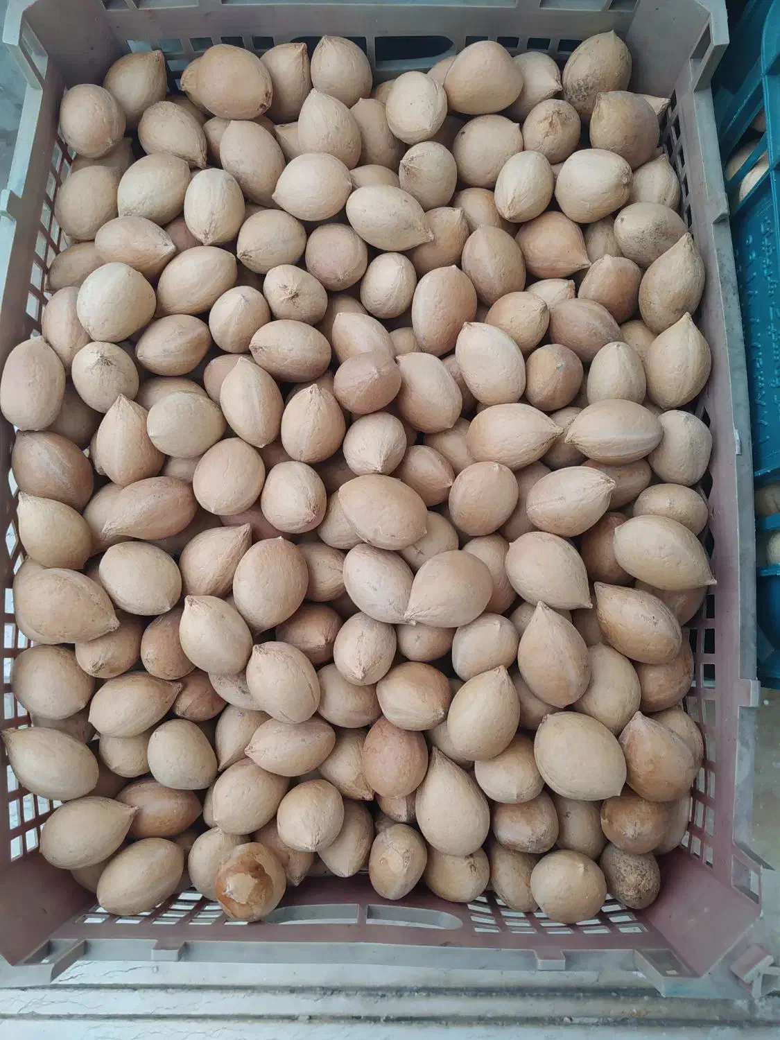 فروش بذر سیکاس آماده کاشت|گل و گیاه طبیعی|آستانه اشرفیه, |دیوار