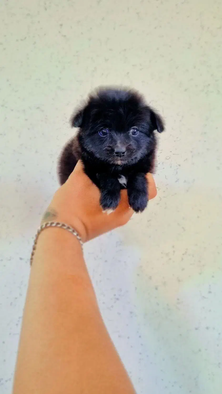 میکس پامر و اشپیتز عروسکی نر و ماده|سگ|اصفهان, پینارت|دیوار