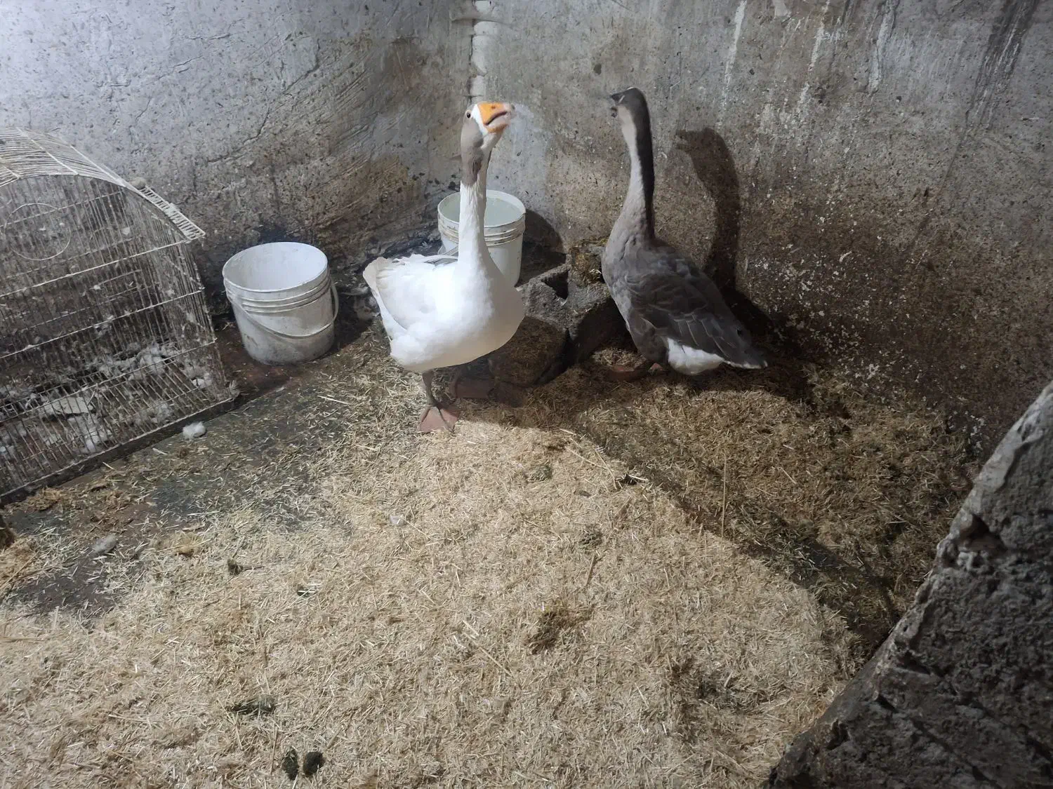 قوغاز|حیوانات مزرعه|ارومیه, |دیوار