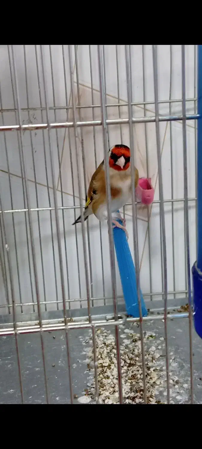 سهرههای اتیقه|پرنده|سنندج, |دیوار