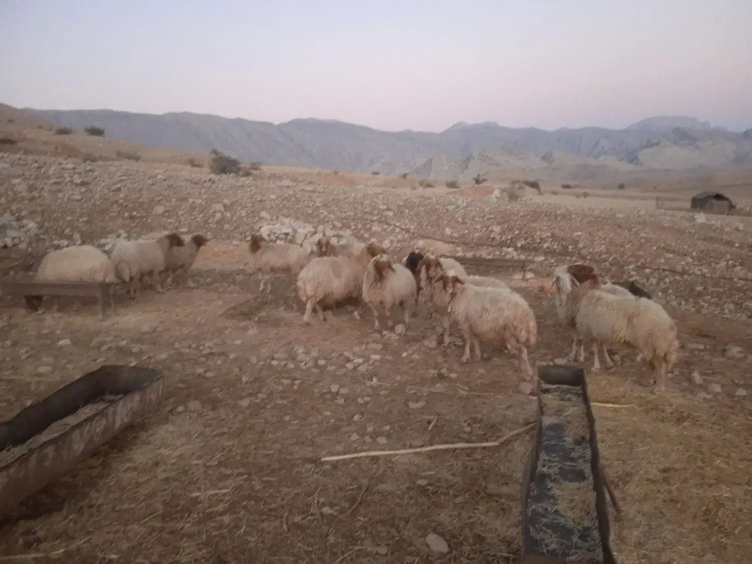 دوازده عدد گوسفند|حیوانات مزرعه|آبدانان, |دیوار