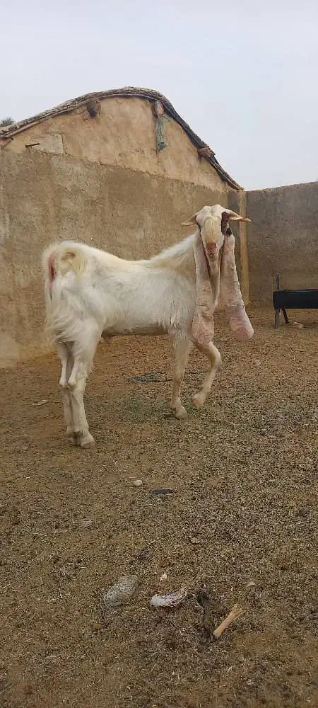 پازن..بز..کهره|حیوانات مزرعه|قیروکارزین, |دیوار