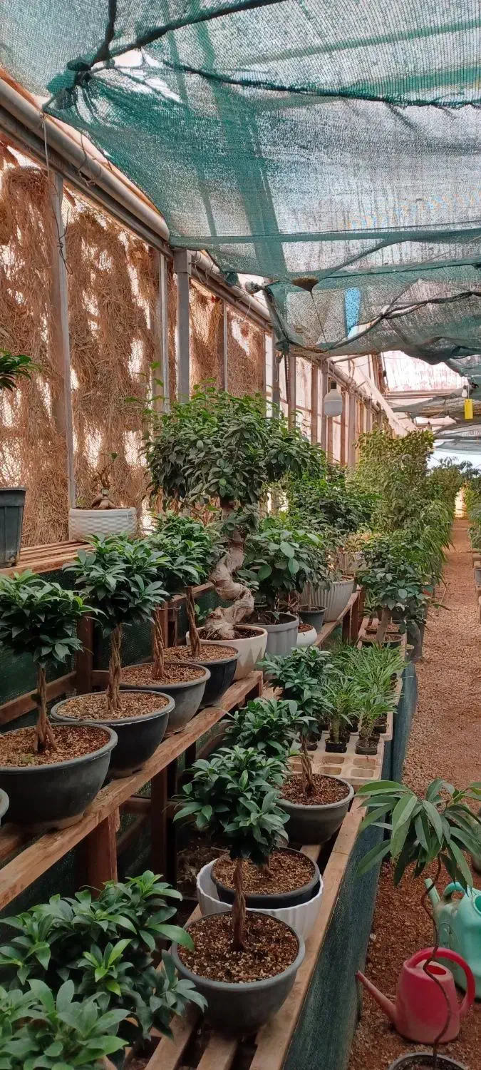 بن سای رتوزا|گل و گیاه طبیعی|صدرا-فارس, فاز ۱|دیوار