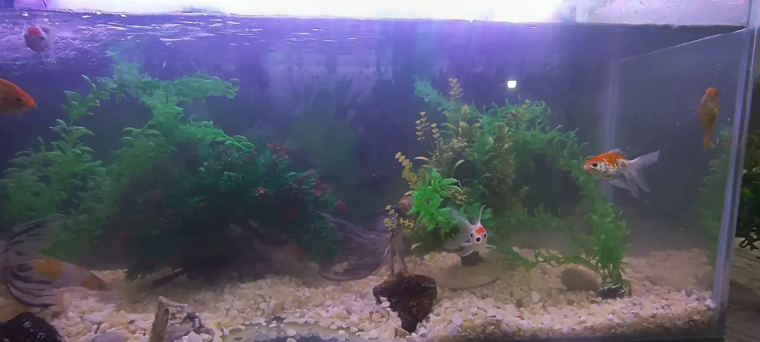 آکواریوم با تمام لوازم|ماهی|مشهد, گاز|دیوار
