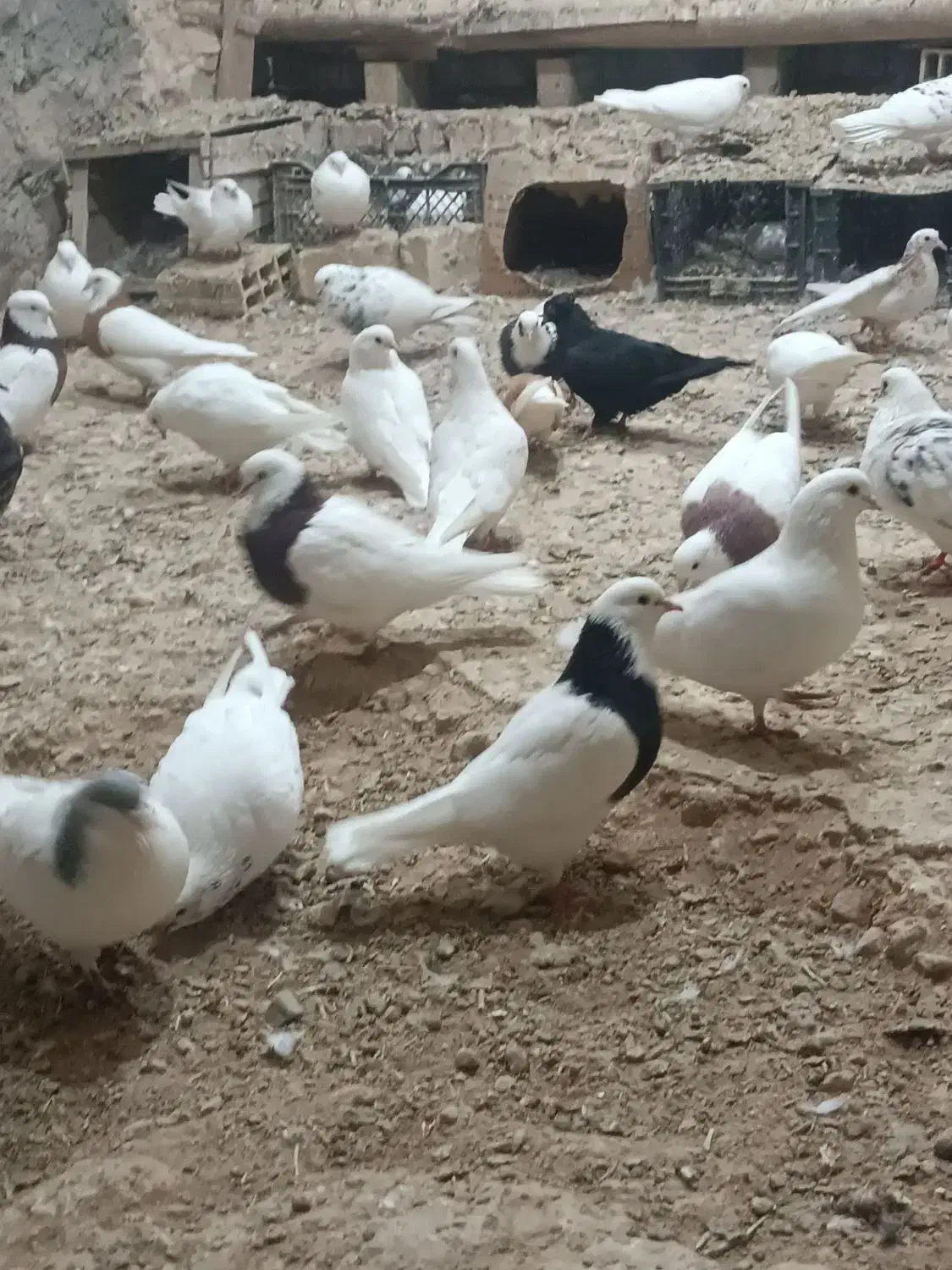 کبوتر|پرنده|آوج, |دیوار