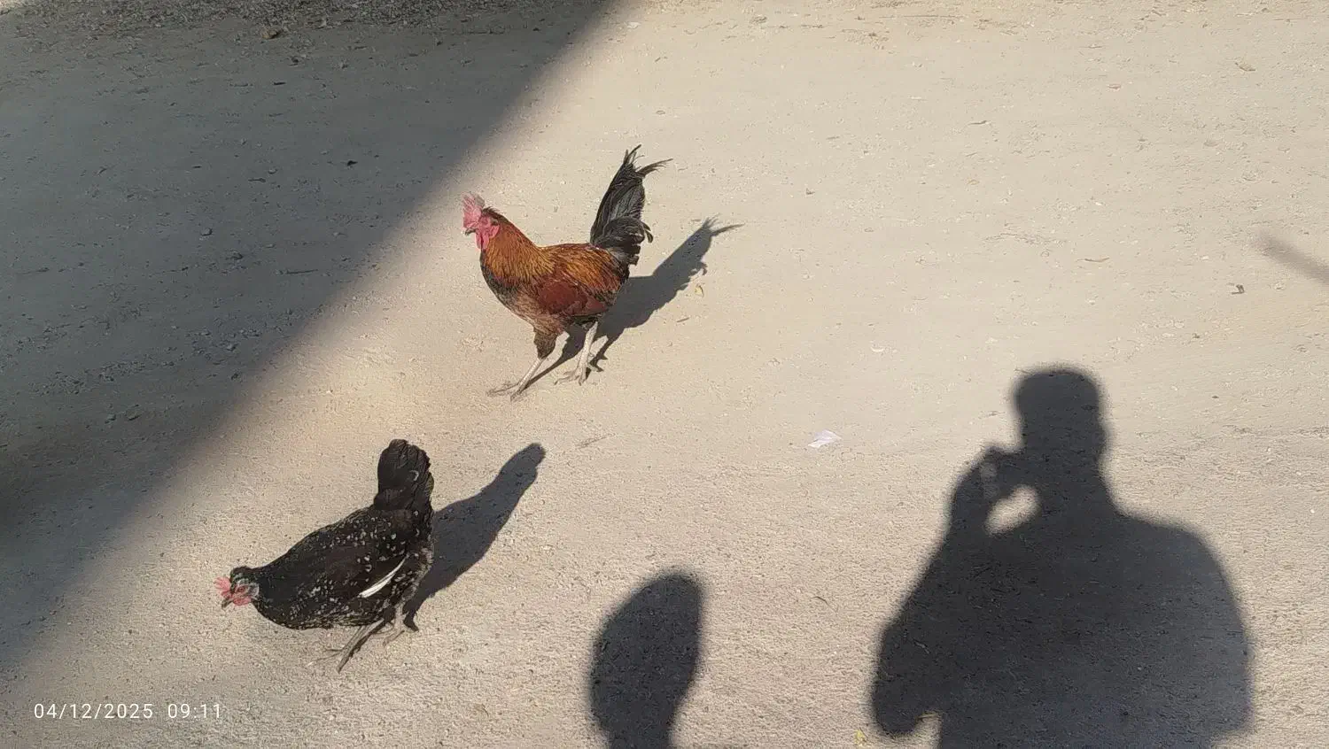 خروس محلی اصل|حیوانات مزرعه|شیراز, پودنک|دیوار