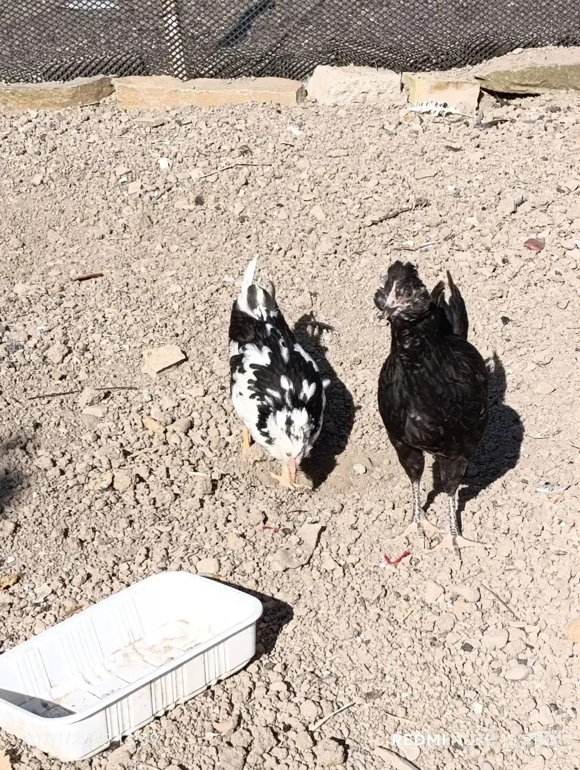 نیمچه مرغ های ۳ ماهه فول کیفیت گلین|حیوانات مزرعه|هفدر, |دیوار