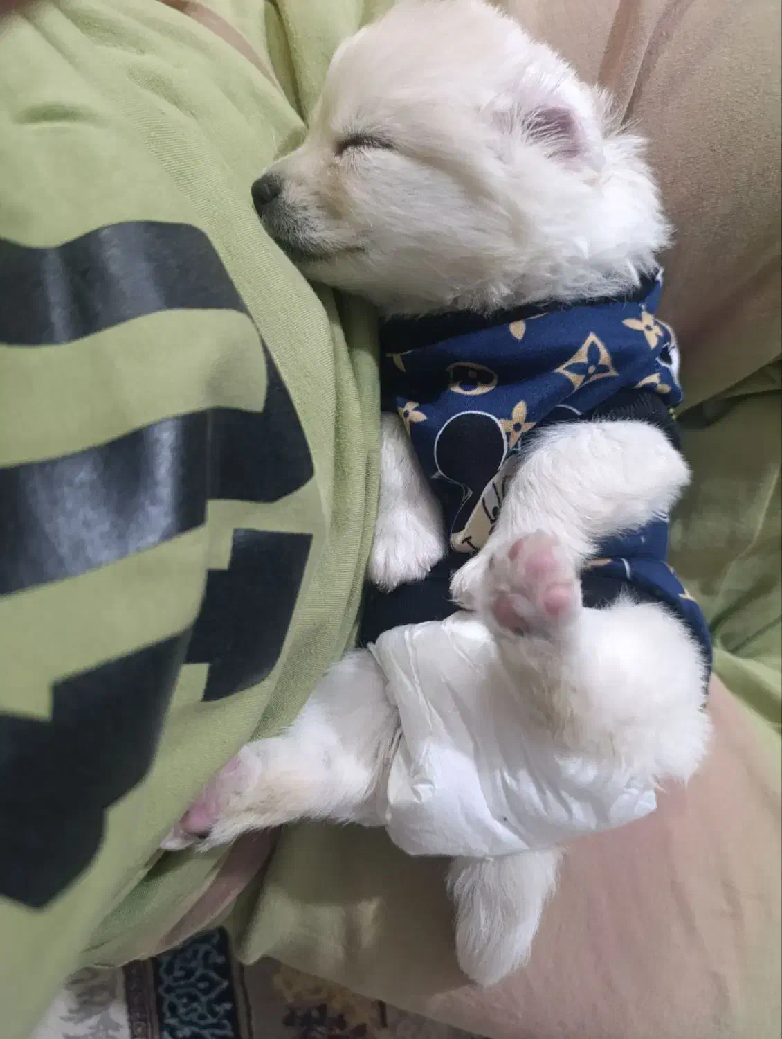 سگ پودل کراس مالتیز فقط8500|سگ|کرج, فاز ۴ مهرشهر|دیوار