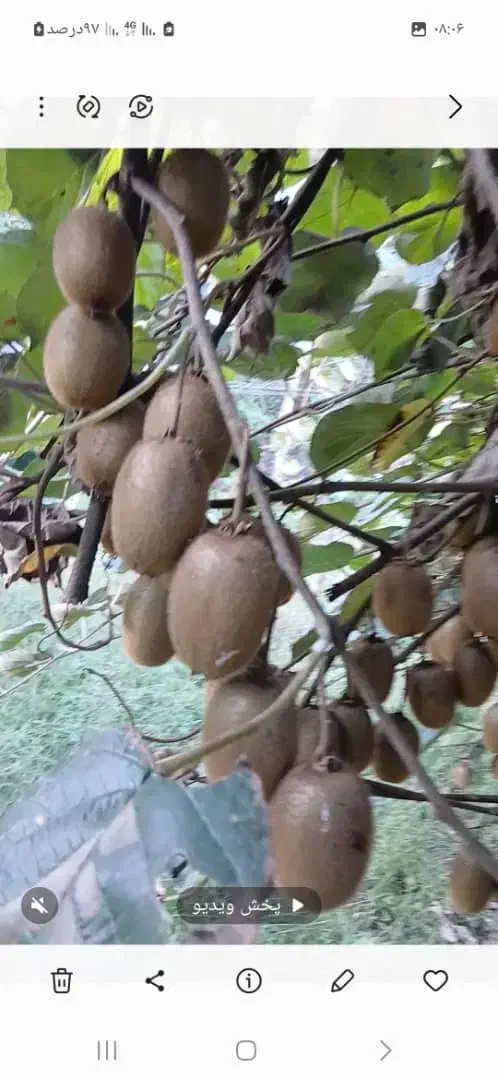 کیوی درجه یک سر درختی|عمدهفروشی|رشت, نامجو|دیوار