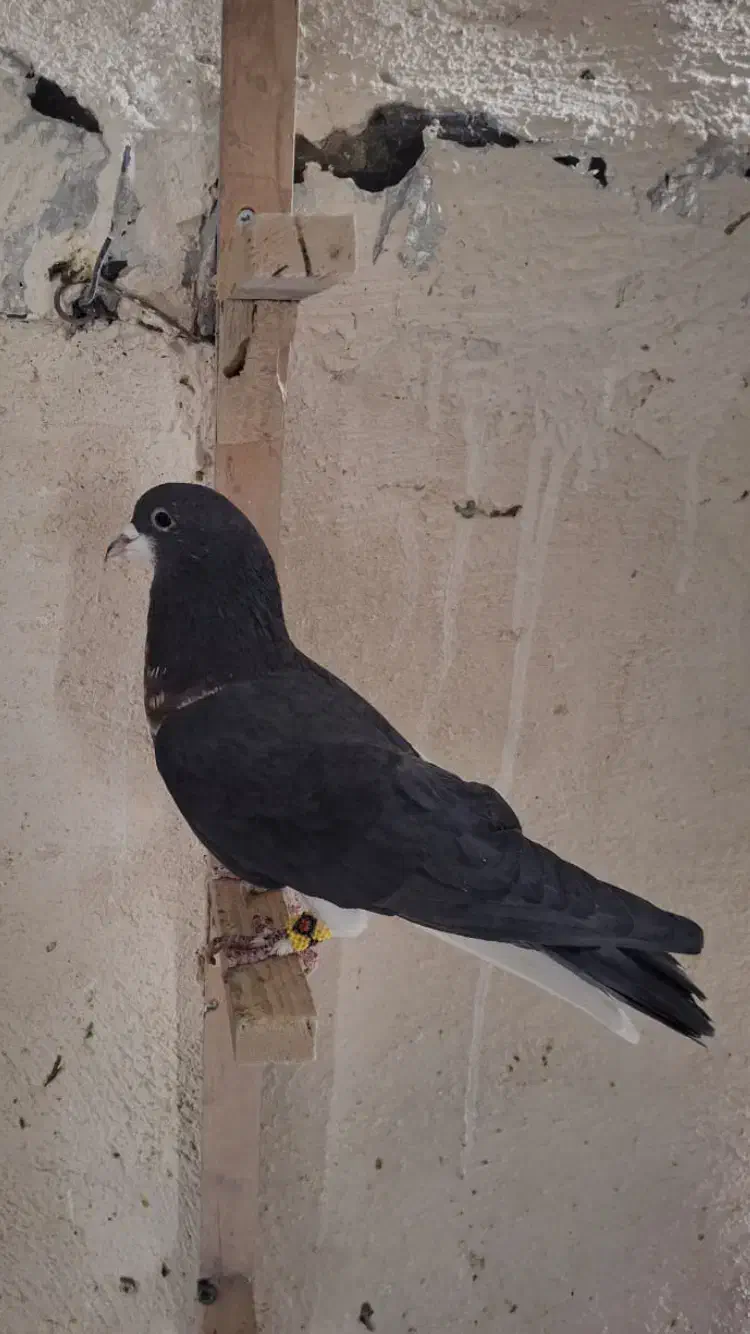 چپ خال نر|پرنده|شیراز, کرونی(خاتونک)|دیوار