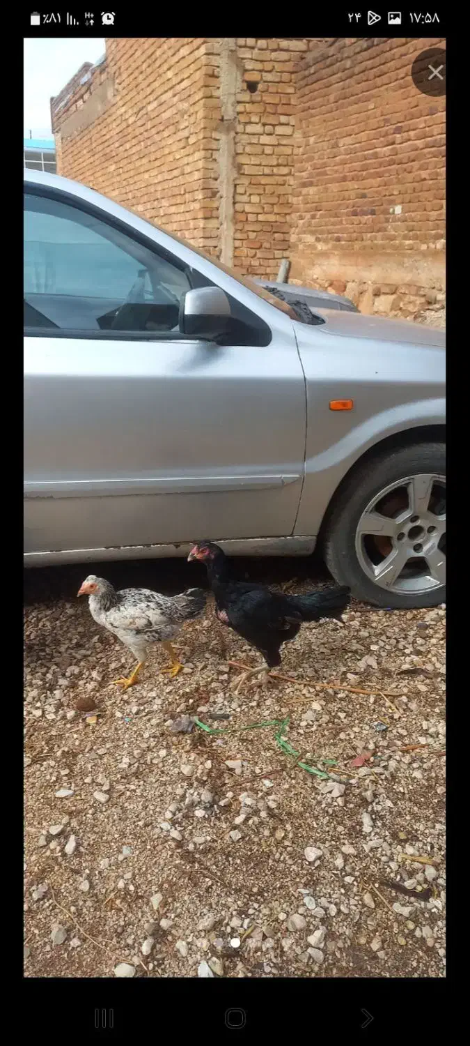 لاری مرغ سیاه جوجه لاری پنج شیش ماهه|حیوانات مزرعه|قصرشیرین, |دیوار