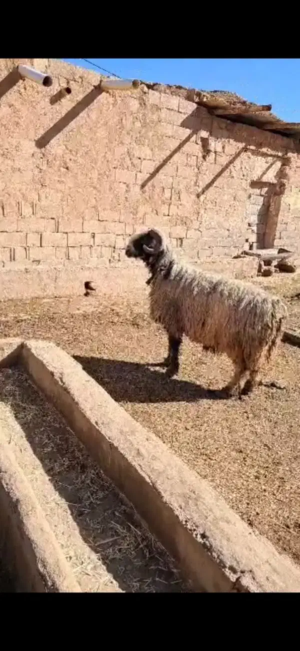 نرمیش|حیوانات مزرعه|شوشتر, |دیوار
